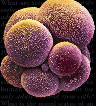 embryo stem cells