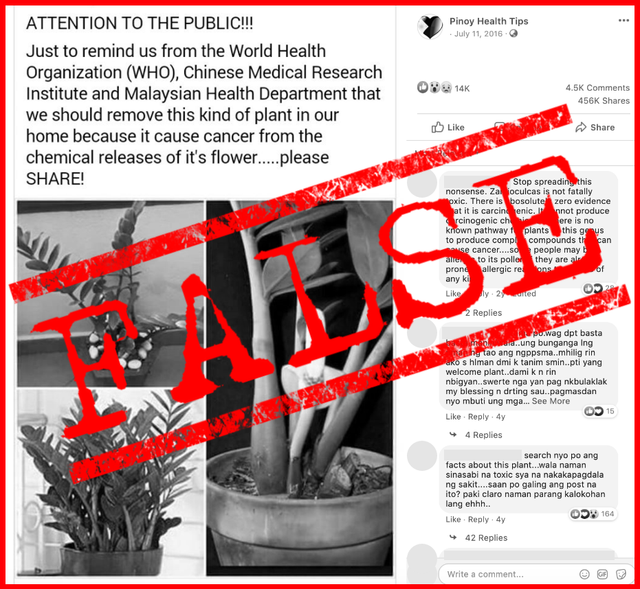 VERA FILES FACT CHECK: There is NO EVIDENCE that ZZ plant causes cancer