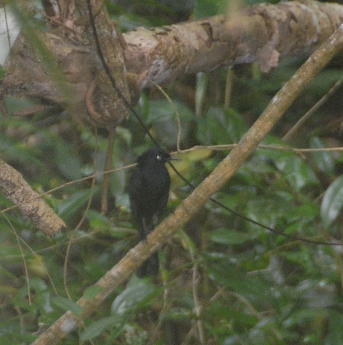 Black Shama or Siloy bird in Nug-as Forest Reserve, Alcoy, Cebu. (Cooper Resabal).jpg