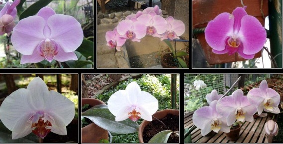 The incredible elegance of orchids in Nayong Pilipino