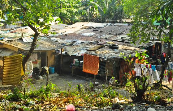 Near-site relocation mulled for urban forest dwellers