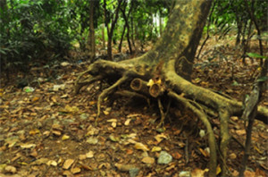 Shallow rooting of trees  can be dangerous