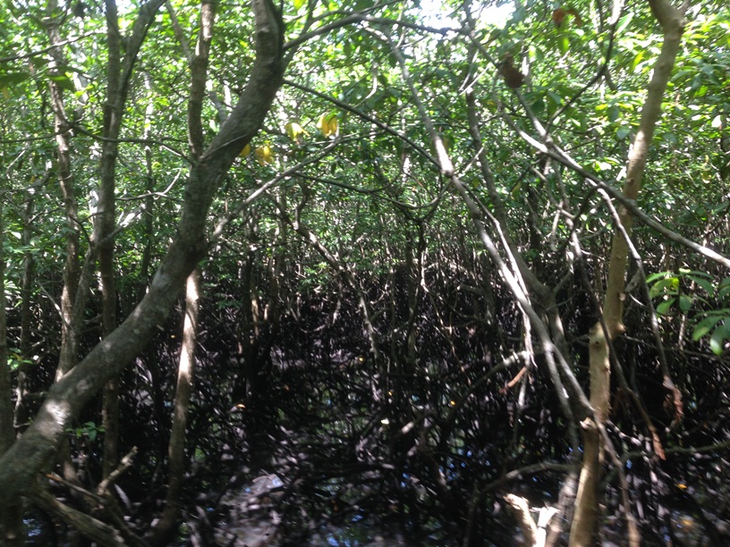 Mangroves in San Vicente Marobojoc, Bohol
