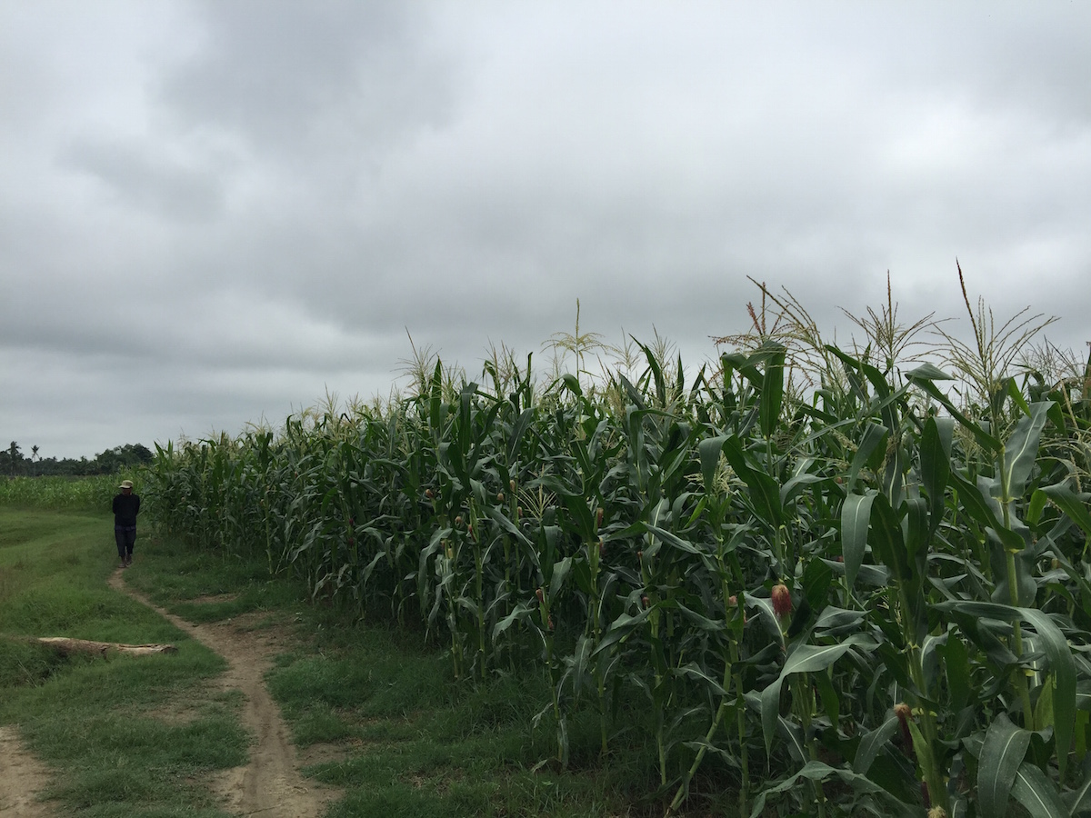 The cornfield where the bloody January incident took place. Photo by JAKE SORIANO