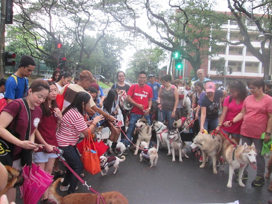 Pinoy dog whisperer Lestre Zapanta with the huskies and the little dogs.