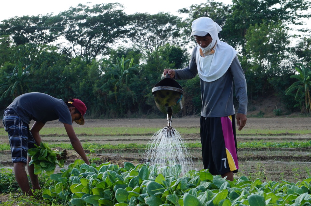 Antero Gambol 's sons help their father farm the land for tobacco. Photo by DANIEL ABUNALES