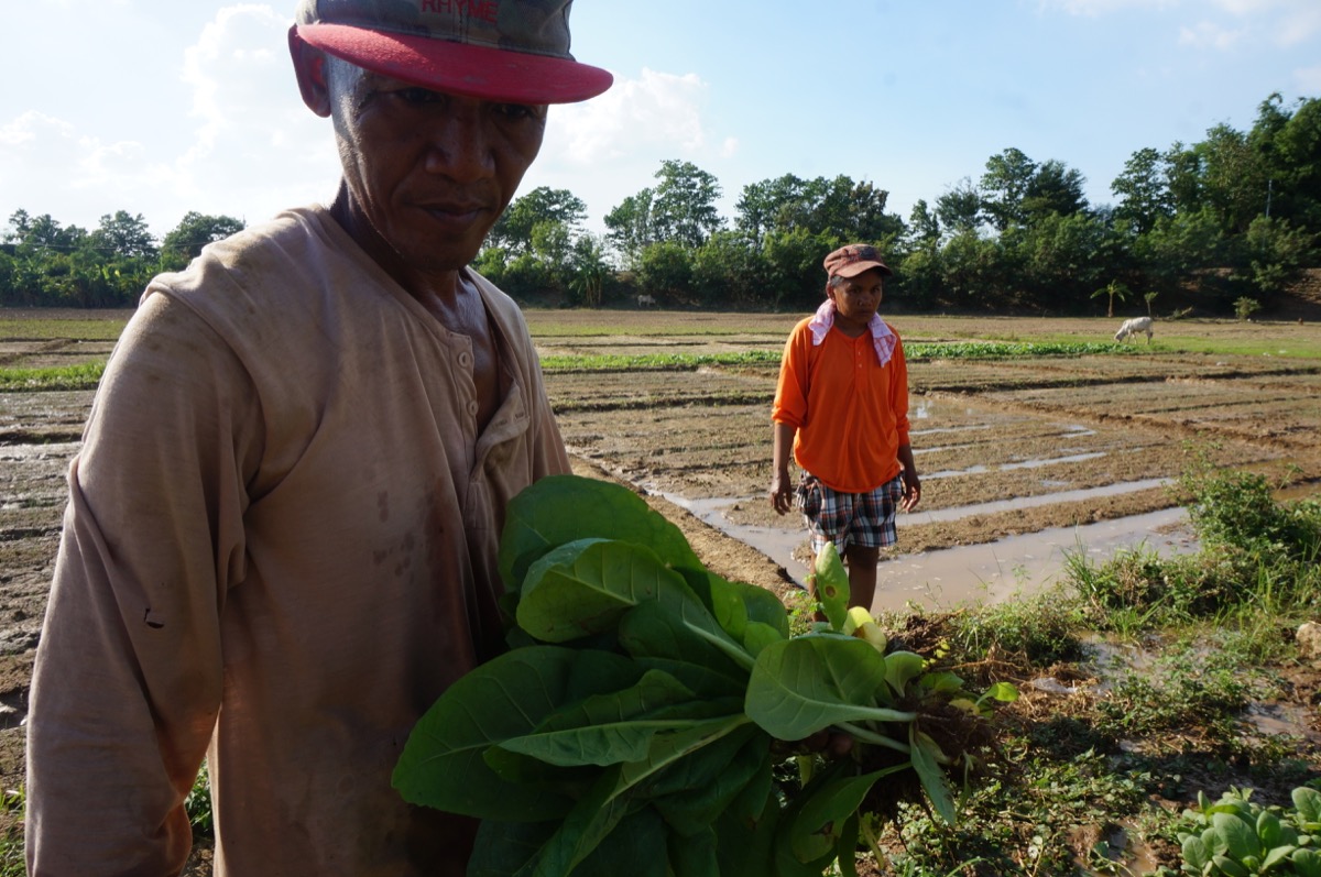 Antero Gambol has been farming tobacco for 40 years. He started when he was 5, helping his father. Now his own children are helping him till their small piece of land to plant tobacco. Photo by DANIEL ABUNALES