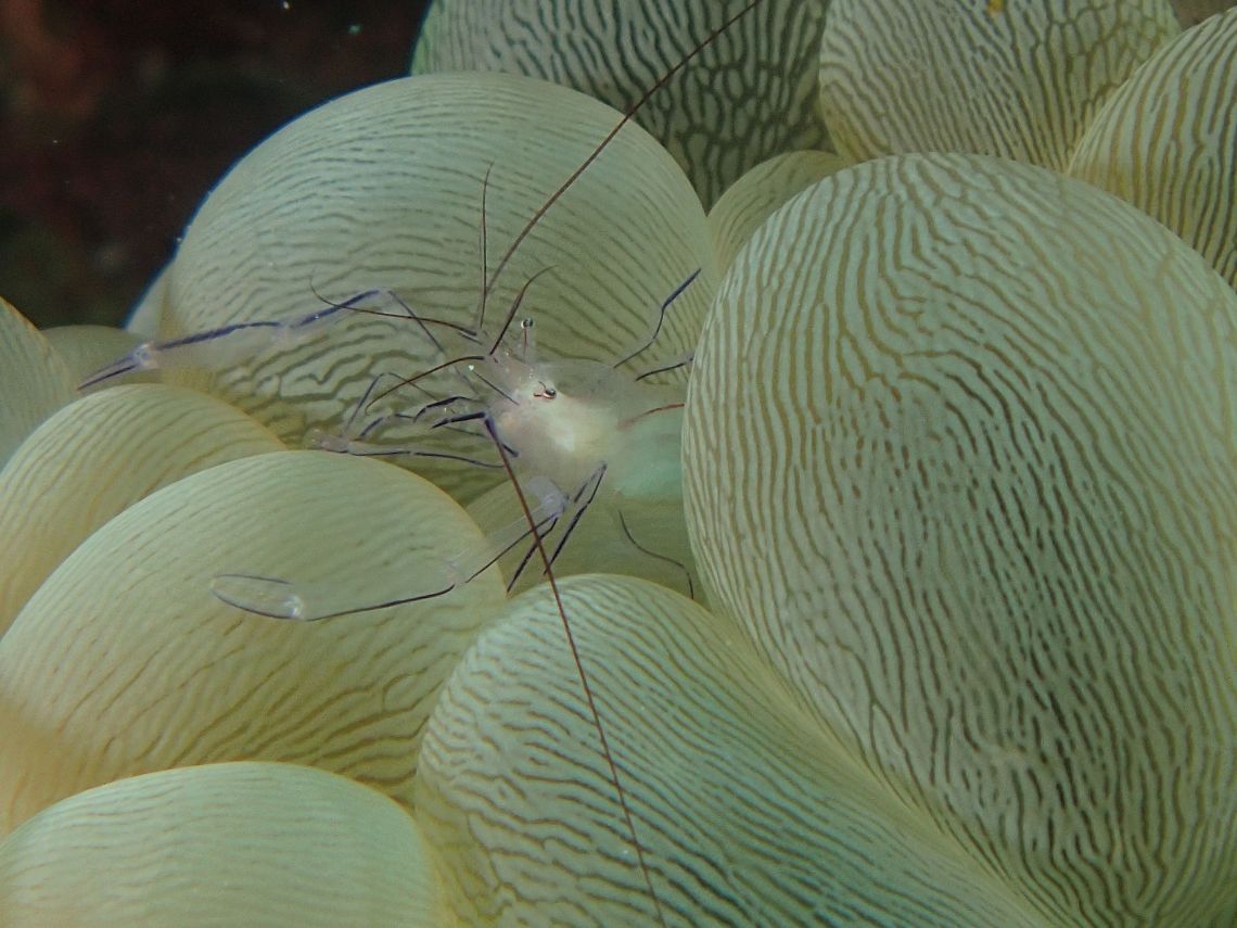 Shrimp iun bubble coral.jpeg