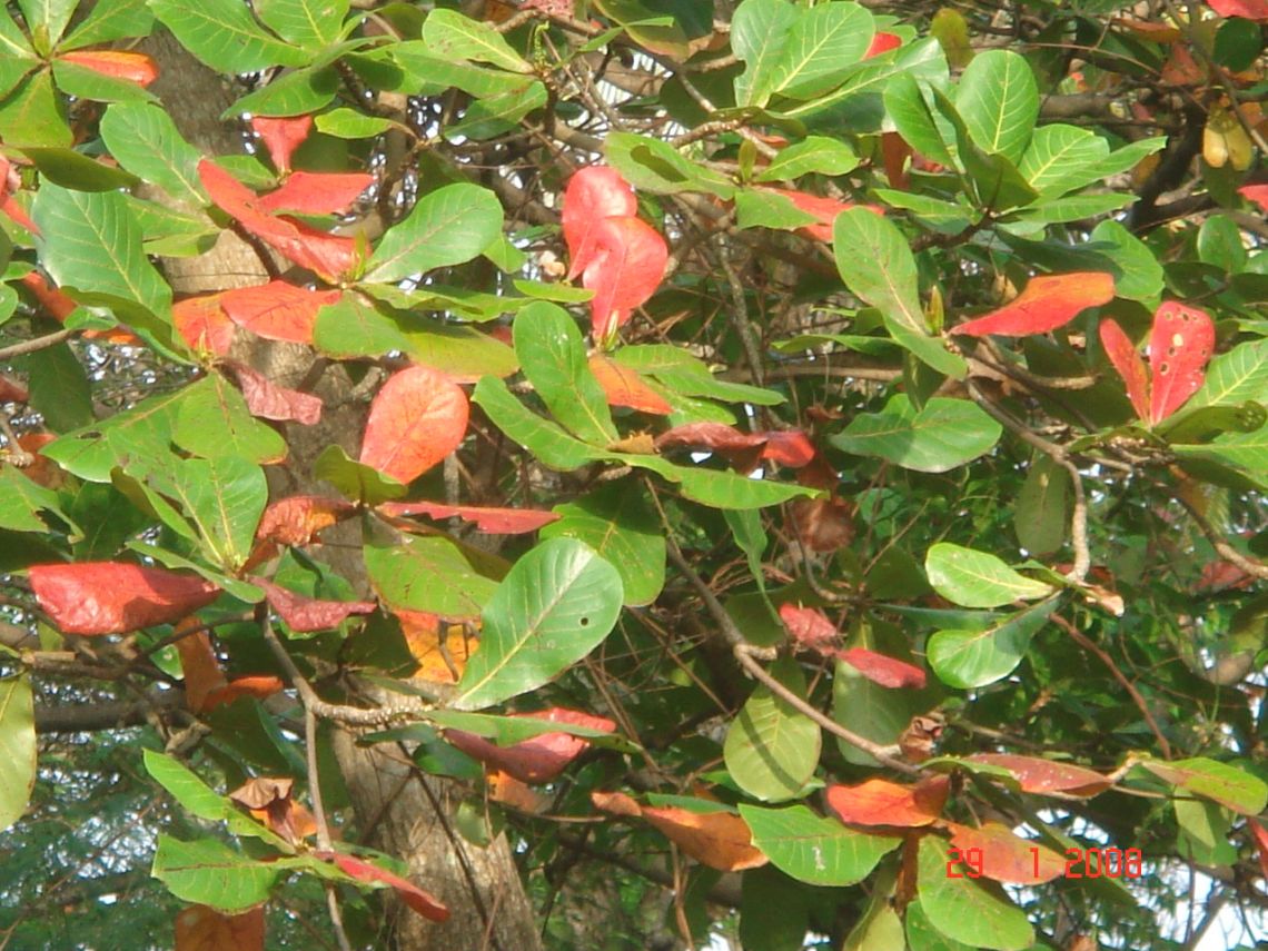 3_Talisay leaves in various shades_Photo by JH Primavera.JPG