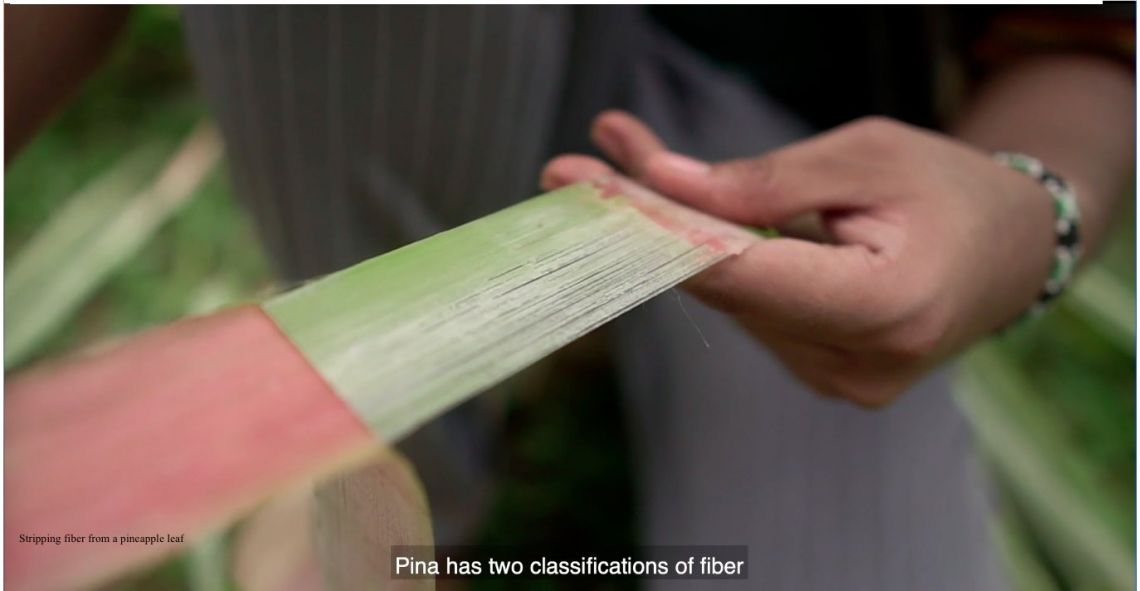 Photo of Stripping fibers from a pineapple leaf.