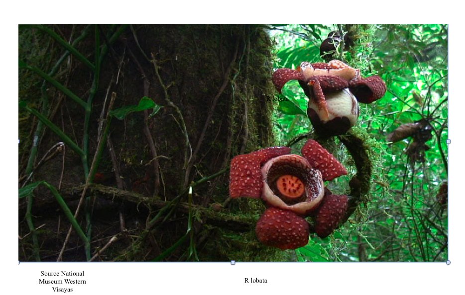 Rafflesia Tree