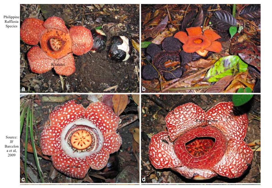 Philippine Rafflesia species
