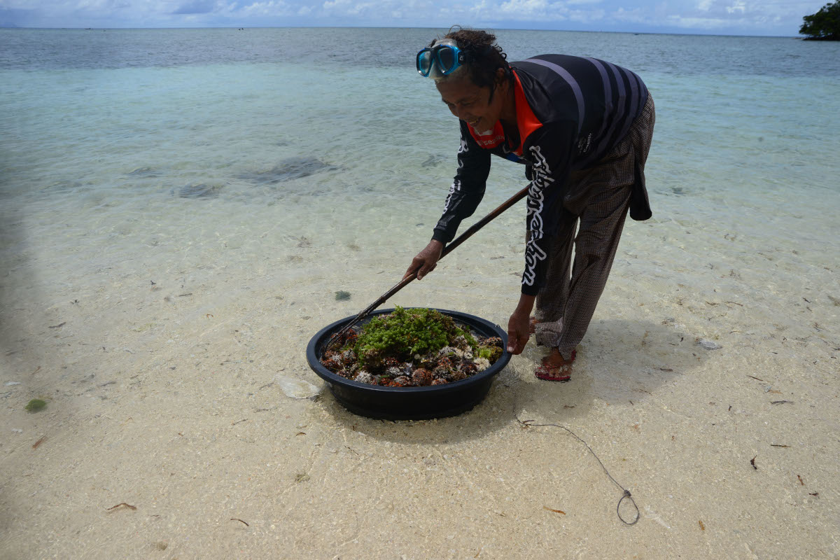 Woman gathering sea urchin (swaki) and seaweed in Pamilacan. Photo Cooper Resabal