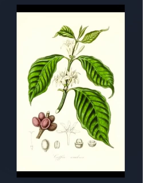 History of coffee in the Philippines Archives VERA Files