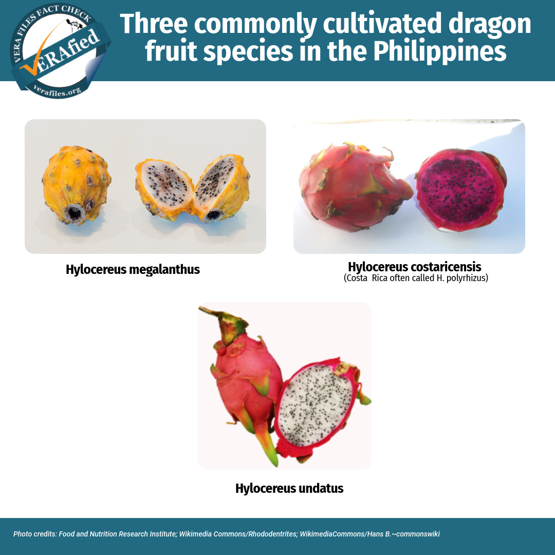 Three commonly cultivated dragon fruit species in the Philippines