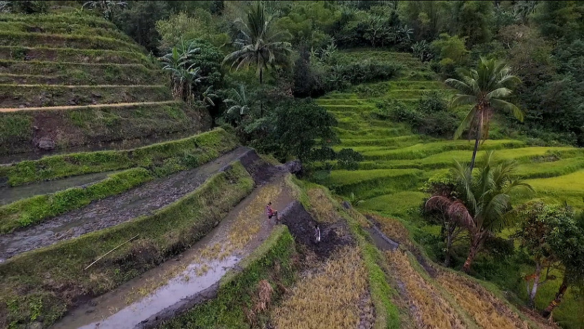 Visayan rice terraces 4/12