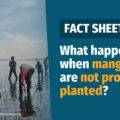 VERA FILES FACT SHEET: What happens when mangroves are not properly planted?