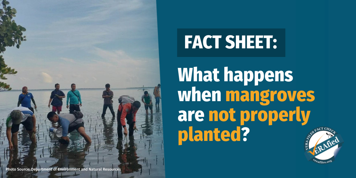 VERA FILES FACT SHEET: What happens when mangroves are not properly planted?
