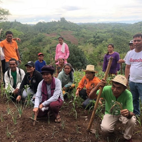 Kabog Millet: Rediscovering an ancient, climate-friendly grain - VERA Files