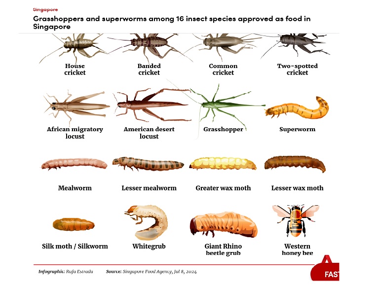 Eat your fear: Edible insects