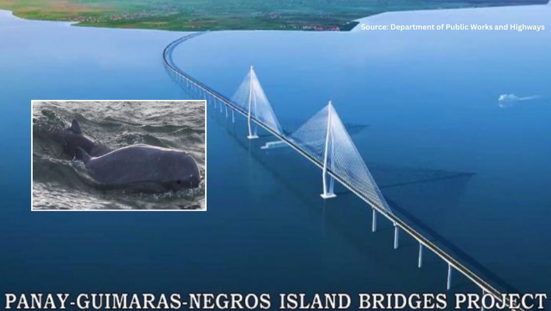 FACT CHECK: Belated inclusion of Irrawaddy dolphins in Visayas mega-bridge study NEEDS CONTEXT