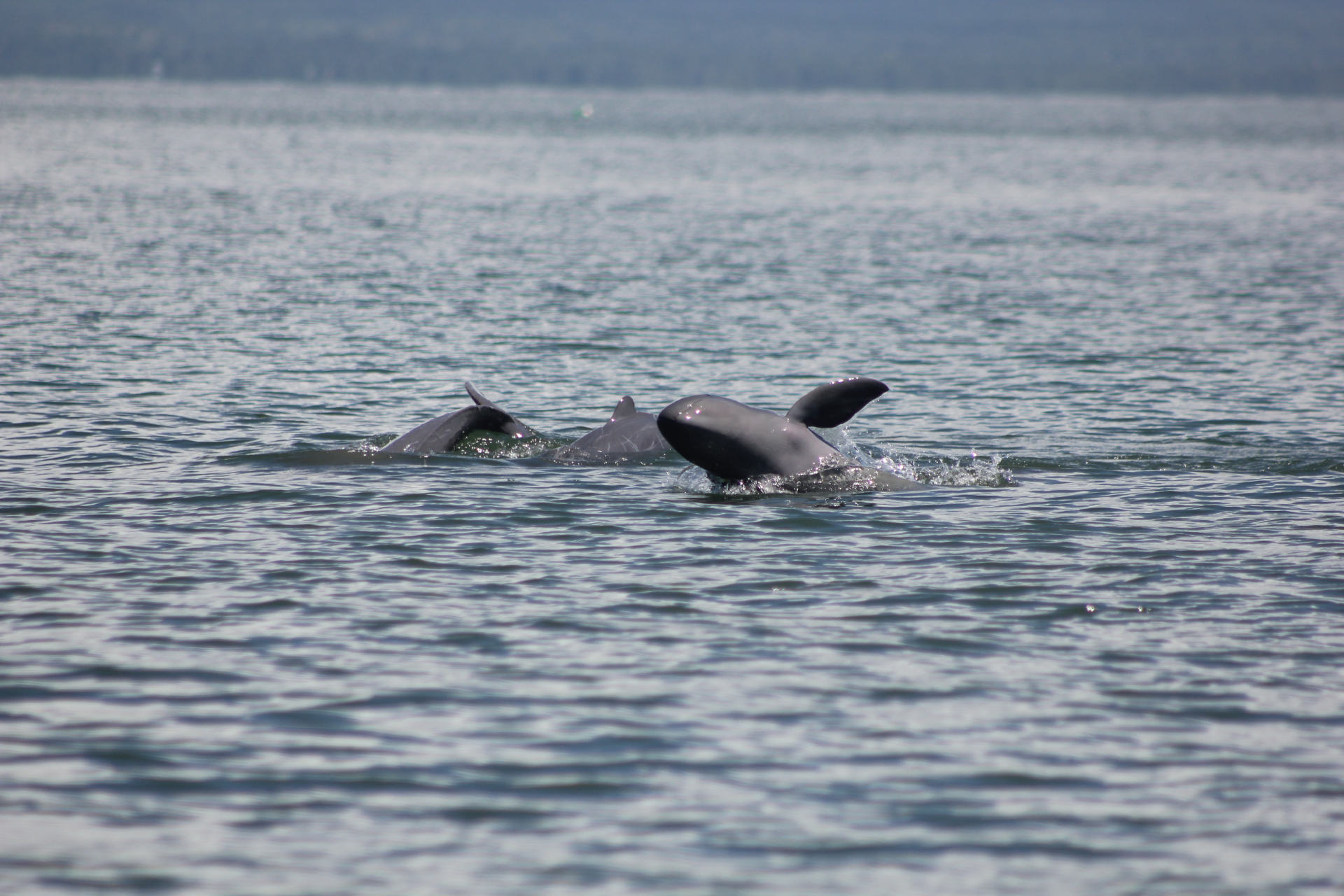 Photos of Irrawaddy dolphins courtesy of Manuel Dela Paz.