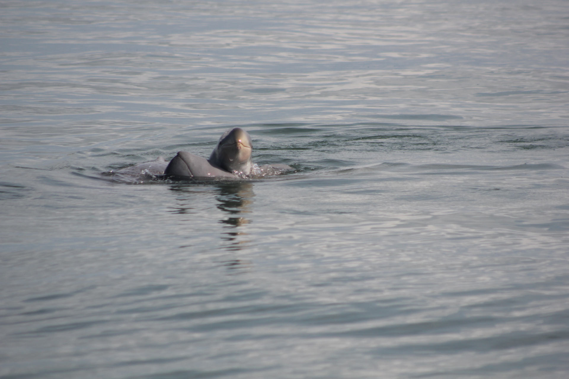 Photos of Irrawaddy dolphins courtesy of Manuel Dela Paz.