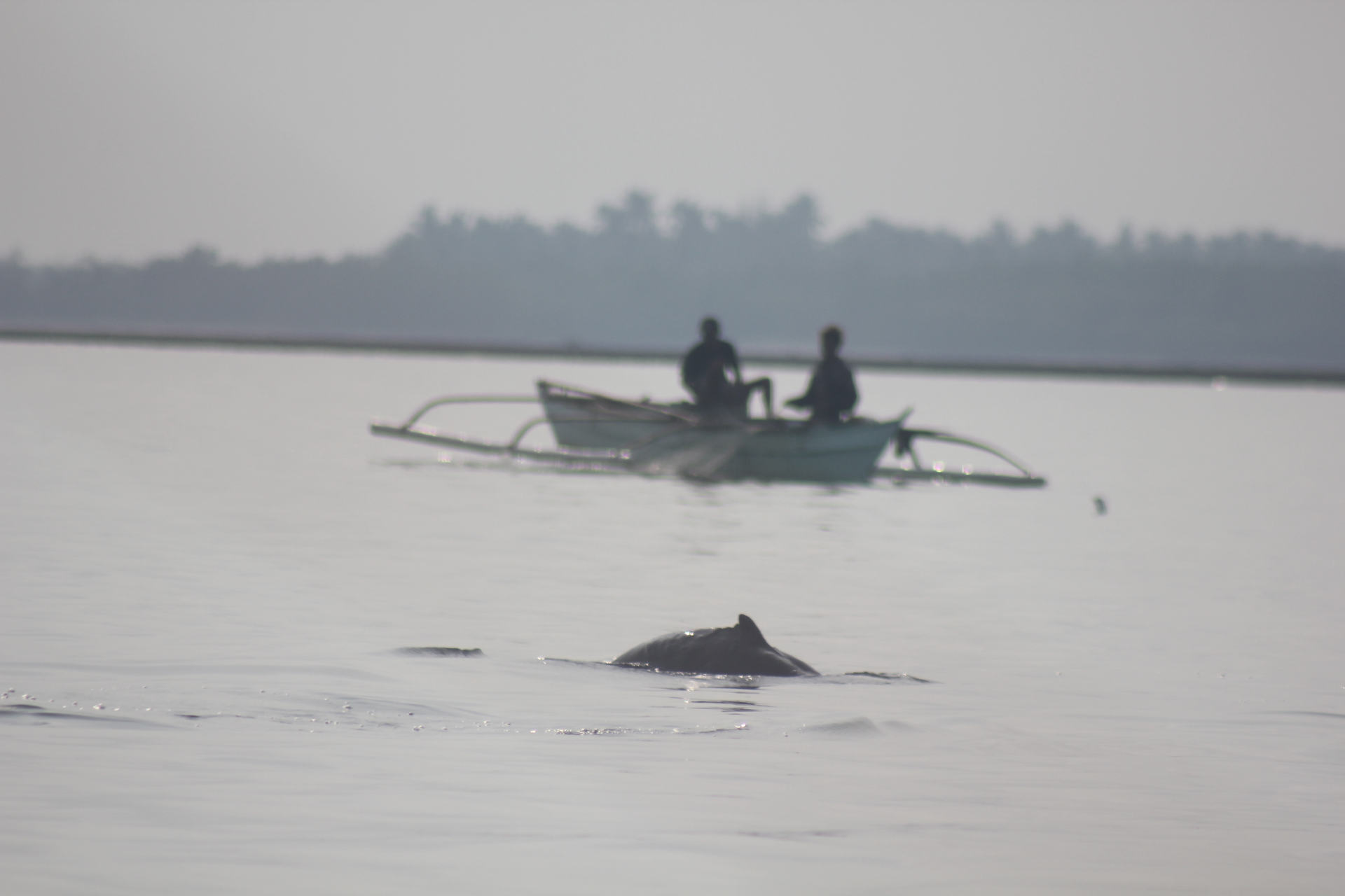 Photos of Irrawaddy dolphins courtesy of Manuel Dela Paz.