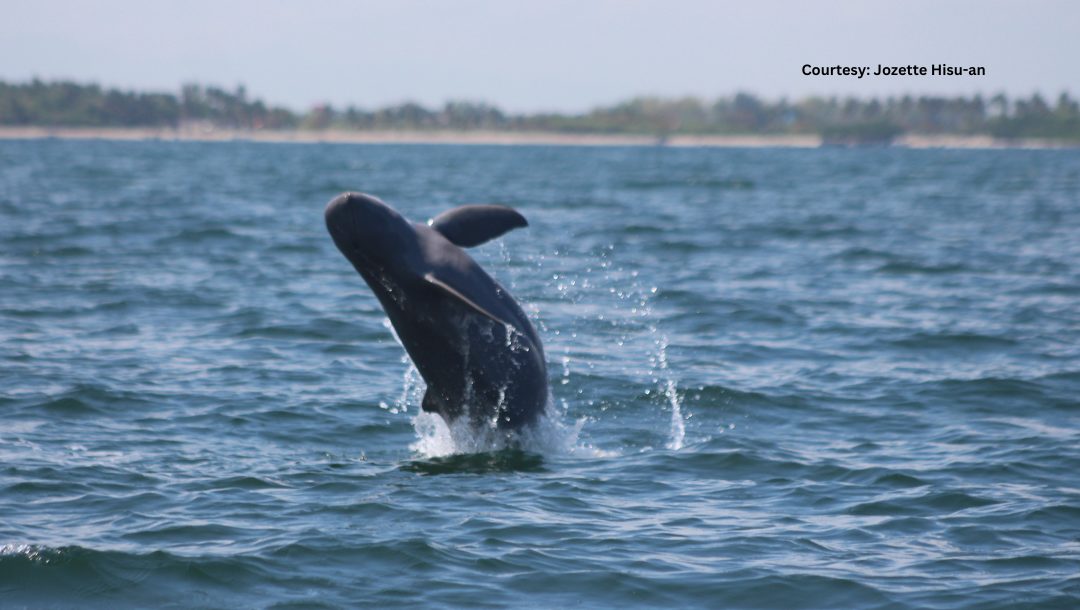 P187-B Visayas mega-bridge threatens endangered Irrawaddy dolphins