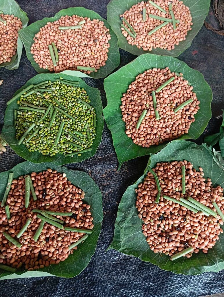 Plant leaves: Natural food wrappers