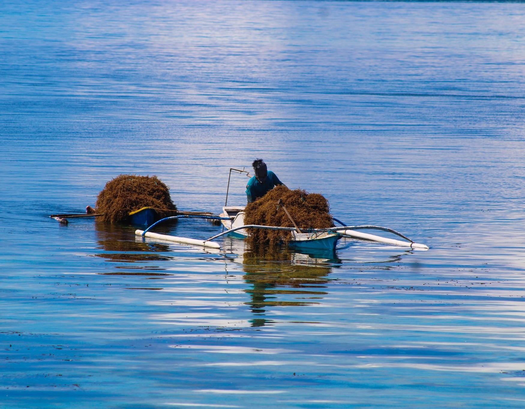 A fisherman tends to his seaweed farm—an image that reflects both the strength of coastal communities and their frontline role in confronting climate change. Photo courtesy of BFAR-8
