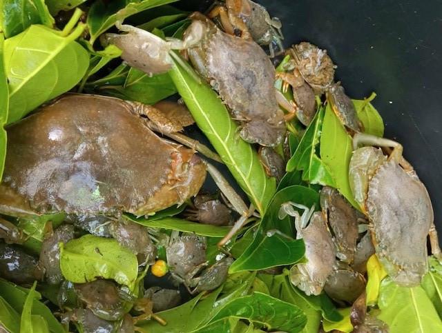 How Sorsogon’s crab farmers restore mangroves, strengthen livelihood and adapt to a changing coastline