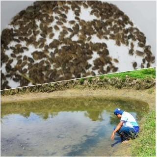 In his brackish-water nursery in Barangay Cogon, Gubat, Sorsogon, Salvador Fidellaga watches over the delicate megalopa, nurturing them until they transform into crablets. Contributed photo by John Michael Manjares