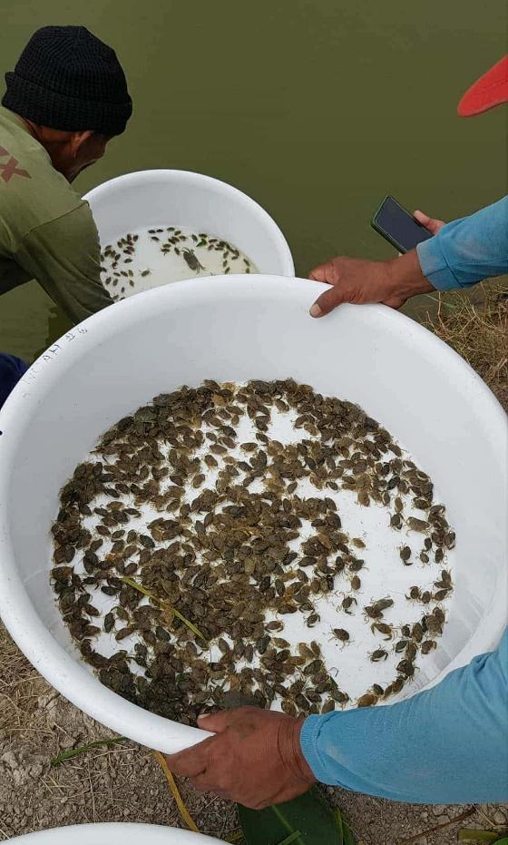 Local growers sort crablets harvested from a brackish pond in Gubat, Sorsogon, preparing them for delivery to dealers in Bataan on Nov. 20. Contributed photo by Ernie Gallardo