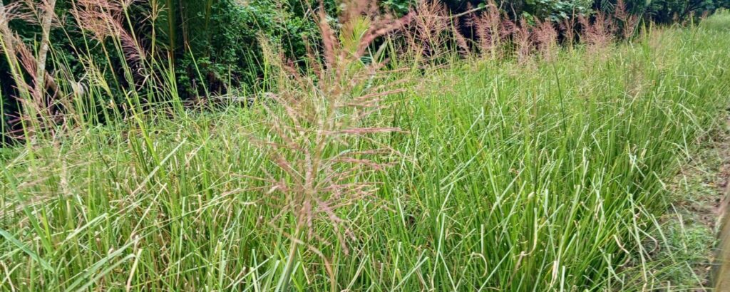 Can grass reverse damage of Bacacay’s road project?