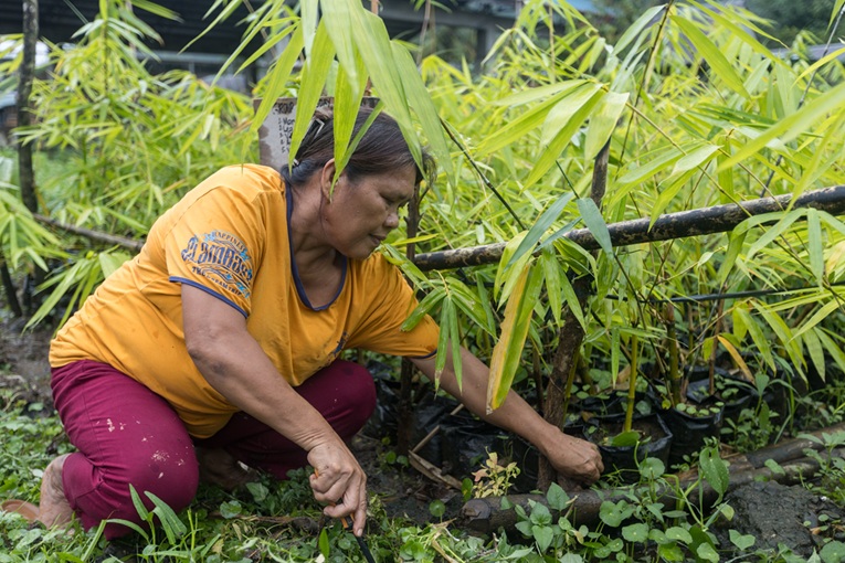 Can Borongan be a blueprint for nature-based flood control projects in the Philippines? (Part 2)