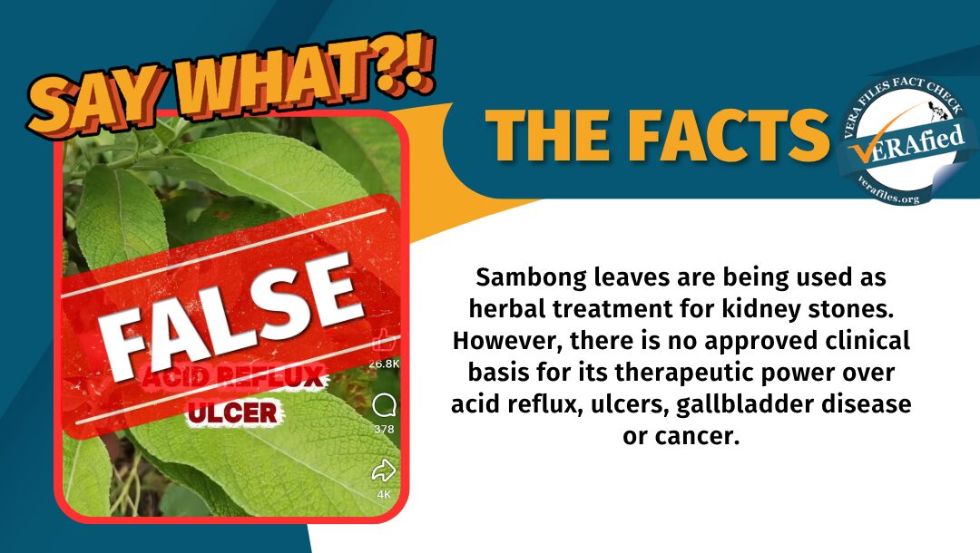 Sambong leaves are being used as herbal treatment for kidney stones. However, there is no approved clinical basis for its therapeutic power over acid reflux, ulcers, gallbladder disease or cancer.