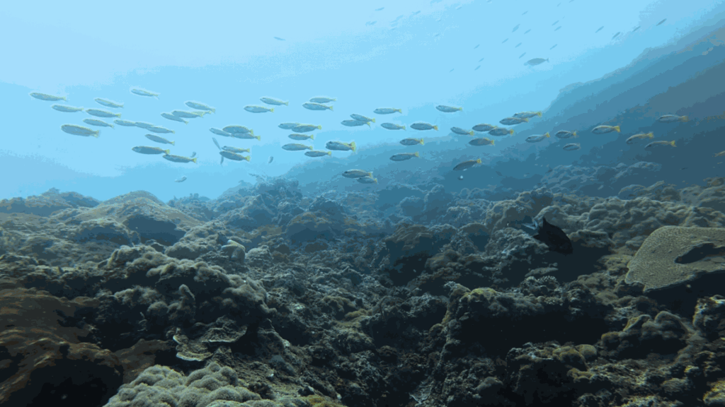 Stewards of the sea: Fisherfolk, divers protect Lapu-Lapu City’s marine sanctuaries