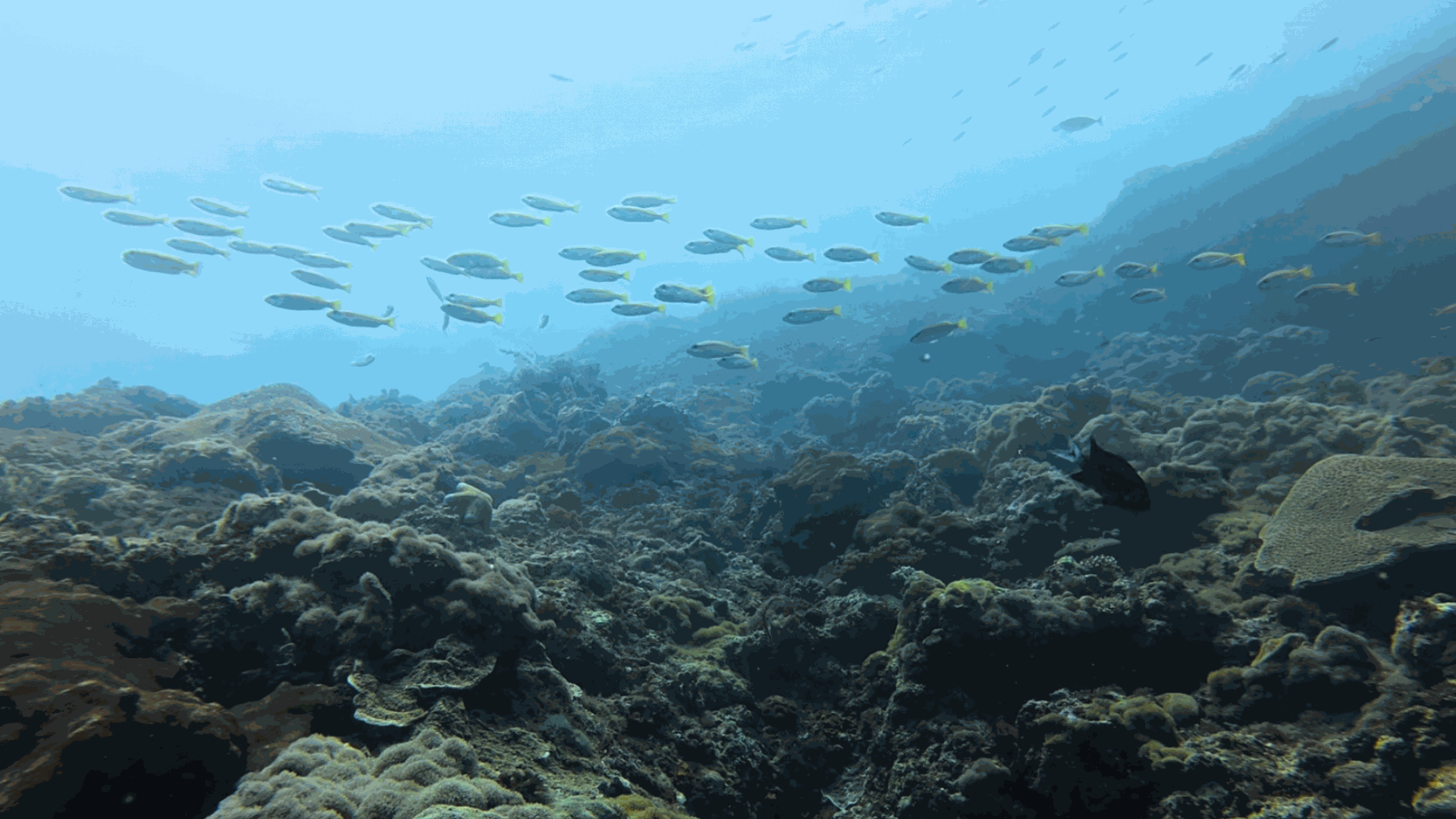 Stewards of the sea: Fisherfolk, divers protect Lapu-Lapu City’s marine sanctuaries