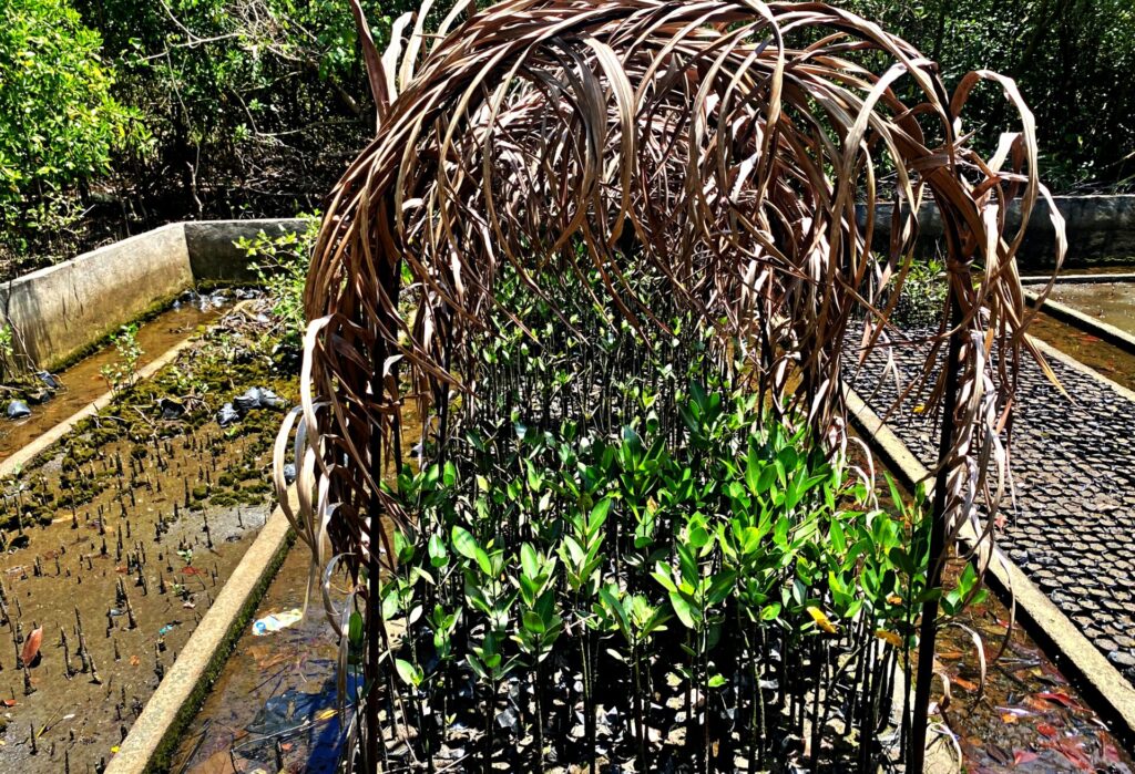After the planting, who will protect Paraiso? (Part 2)