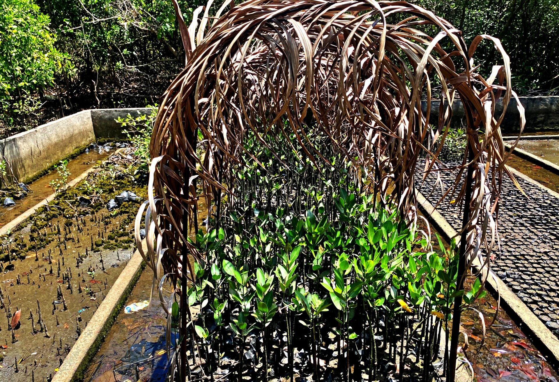After the planting, who will protect Paraiso? (Part 2)