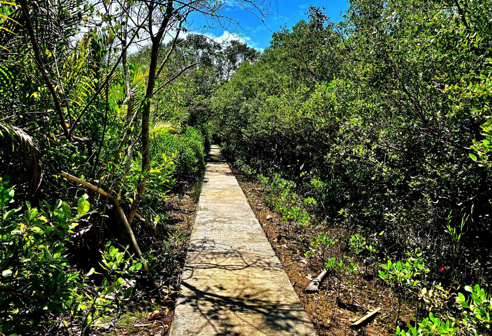 Inside the Paraiso mangrove forest today, a shaded pathway winds through the dense vegetation.