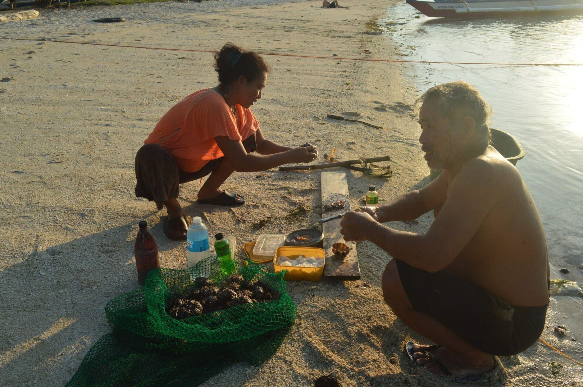 Gleaners of Dauis clean sea urchins.