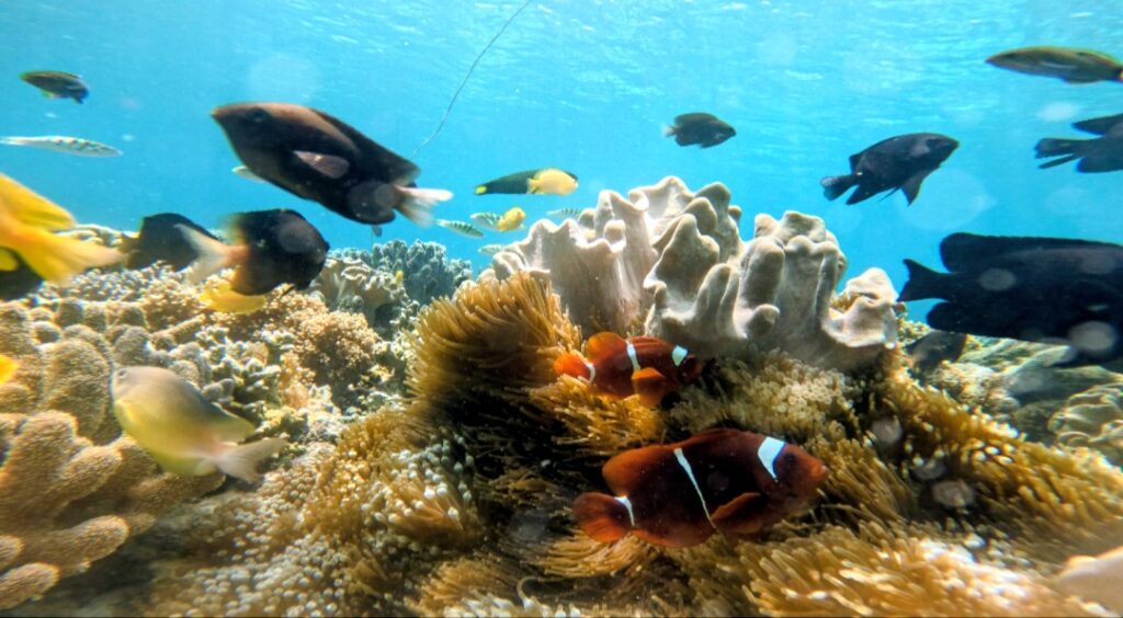 Marine conservation breeds life: A dive into Sumilon’s decades of protection