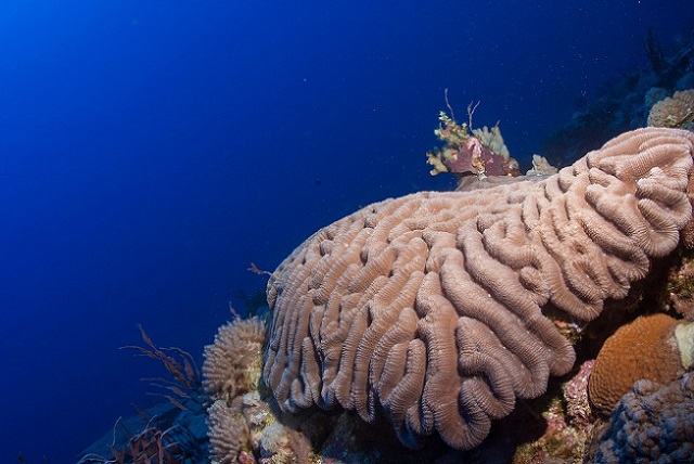 Old massive corals grow in the bank undisturbed. This slow-growing coral may have a life span of up to 900 years. Photo by OCEANAUPLB..jpg