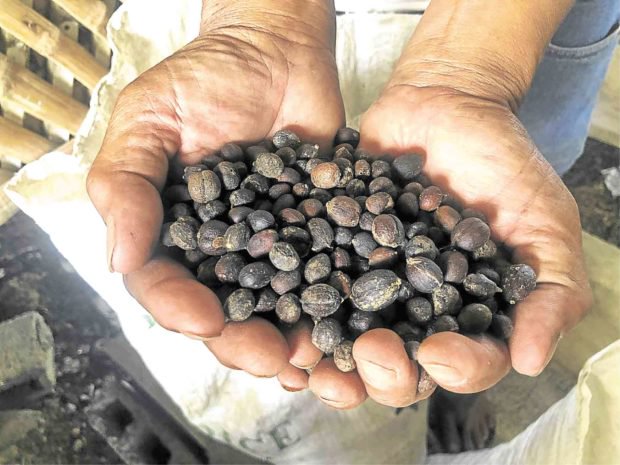 Coffee beans from Mang Julian's farm. Photo by Jhesset.jpg