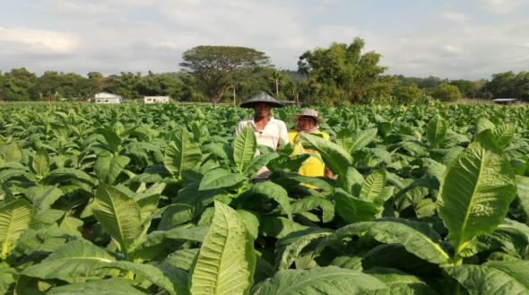 LGUs and the economics of tobacco farming